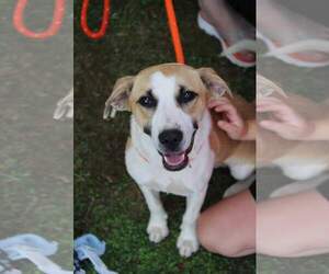 Mutt Dogs for adoption in McDonough, GA, USA