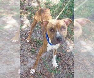 American Staffordshire Terrier-Boxer Mix Dogs for adoption in Fort Lauderdale, FL, USA