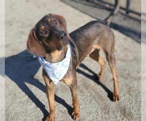 Bloodhound-German Shepherd Dog Mix Dogs for adoption in Placerville, CA, USA