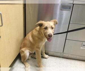 Golden Shepherd Dogs for adoption in Riverside, CA, USA