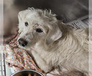 Maltese Dogs for adoption in Bakersfield, CA, USA