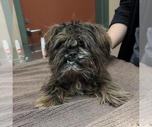 Shih Tzu-Unknown Mix Dogs for adoption in Rancho Cucamonga, CA, USA