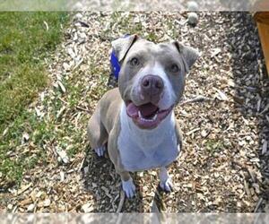 Mutt Dogs for adoption in Decatur, IL, USA