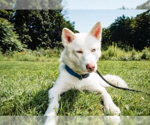 Alaskan Husky Dogs for adoption in Stroudsburg, PA, USA