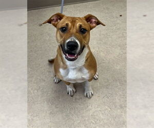 American Pit Bull Terrier-Unknown Mix Dogs for adoption in Saginaw, MI, USA