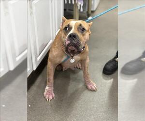 Mutt Dogs for adoption in Forestville, MD, USA