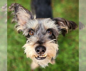 Mutt Dogs for adoption in San Diego, CA, USA