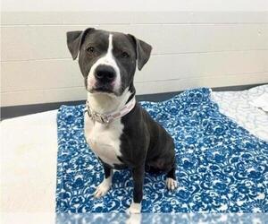 Mutt Dogs for adoption in Fort Wayne, IN, USA