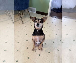 Chihuahua-Unknown Mix Dogs for adoption in Fort Collins, CO, USA