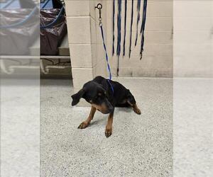 Doberman Pinscher-Unknown Mix Dogs for adoption in Conroe, TX, USA