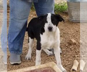 Pointer Dogs for adoption in Stover, MO, USA