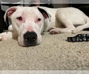 American Pit Bull Terrier Dogs for adoption in Berkeley, CA, USA