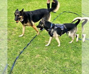 German Shepherd Dog Dogs for adoption in San Juan Capistrano, CA, USA