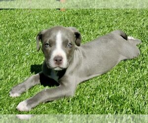 American Pit Bull Terrier Dogs for adoption in Mission Viejo, CA, USA