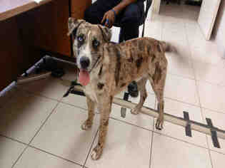 Catahoula Leopard Dog Dogs for adoption in Texas City, TX, USA
