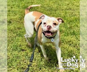 American Bulldog-Unknown Mix Dogs for adoption in Washington, DC, USA