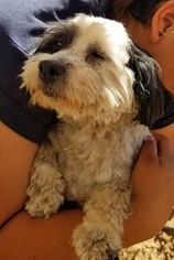 Havanese Dogs for adoption in Apple Valley, CA, USA