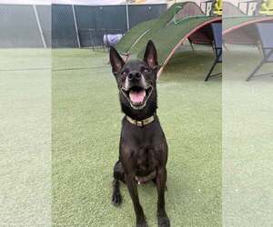 Chihuahua-Unknown Mix Dogs for adoption in Tempe , AZ, USA