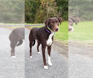 German Shorthaired Pointer-Unknown Mix Dogs for adoption in Thibodaux, LA, USA