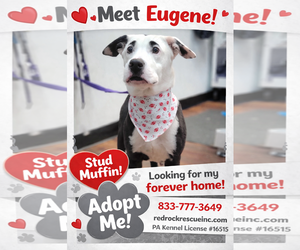 Staffordshire Bull Terrier-Unknown Mix Dogs for adoption in Walnutport, PA, USA