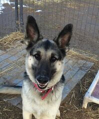 German Shepherd Dog Dogs for adoption in Carson City, NV, USA
