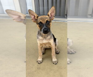 Mutt Dogs for adoption in Dana Point, CA, USA