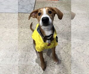 Beagle-Unknown Mix Dogs for adoption in Wakefield, RI, USA