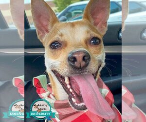 Italian Greyhuahua Dogs for adoption in Kennesaw, GA, USA