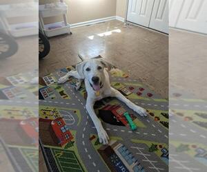 Labrador Retriever-Unknown Mix Dogs for adoption in San Antonio, TX, USA