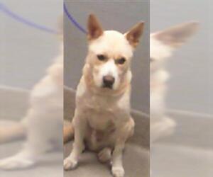 Akita-Unknown Mix Dogs for adoption in Las Vegas, NV, USA