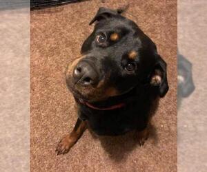 Rottweiler Dogs for adoption in Kettering, OH, USA