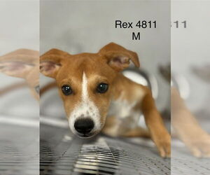 Mutt Dogs for adoption in Studio City, CA, USA