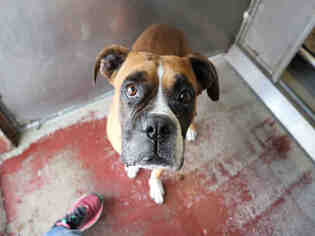 Boxer Dogs for adoption in Redlands, CA, USA