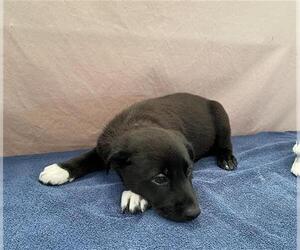 German Shepherd Dog-Unknown Mix Dogs for adoption in Stockton, CA, USA