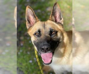 German Shepherd Dog-Unknown Mix Dogs for adoption in Fort Lauderdale, FL, USA