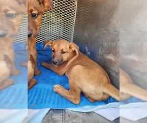 Labrador Retriever Dogs for adoption in Bakersfield, CA, USA