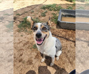 Mutt Dogs for adoption in Amarillo, TX, USA