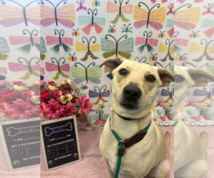 Labrador Retriever-Unknown Mix Dogs for adoption in Front Royal, VA, USA