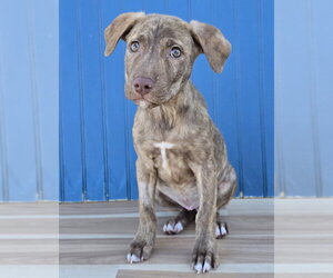Medium Photo #3 American Staffordshire Terrier-Labrador Retriever Mix Puppy For Sale in Lakewood, CO, USA