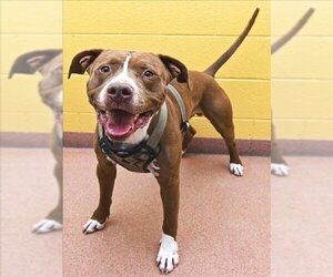 American Staffordshire Terrier Dogs for adoption in Ogden, UT, USA