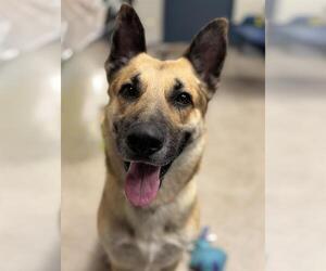 German Shepherd Dog Dogs for adoption in Palmetto, FL, USA