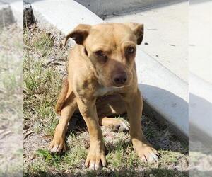 Chihuahua-Unknown Mix Dogs for adoption in San Antonio, TX, USA