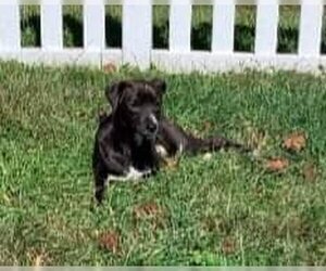 Dachshund-Unknown Mix Dogs for adoption in garner, NC, USA