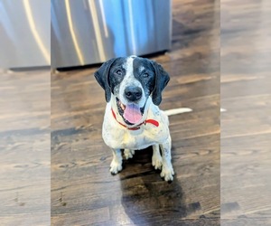 Mutt Dogs for adoption in Westwood, NJ, USA