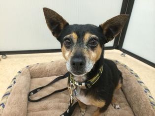 American Rat Pinscher Dogs for adoption in Milpitas, CA, USA