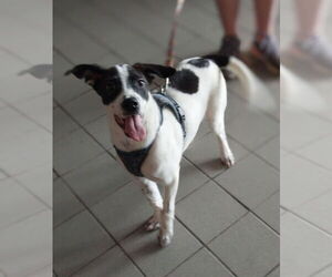 Rhodesian Ridgeback Dogs for adoption in FRAMINGHAM, MA, USA