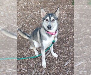 Siberian Husky Dogs for adoption in Waterford, VA, USA