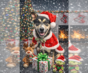 Alaskan Malamute-American Staffordshire Terrier Mix Dogs for adoption in Spotsylvania, VA, USA