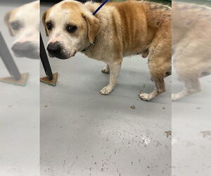 American Pit Bull Terrier-Unknown Mix Dogs for adoption in Waco, TX, USA