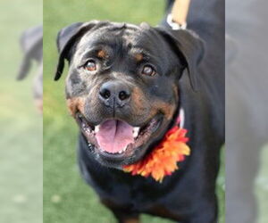 Rottweiler Dogs for adoption in Hillsboro, NH, USA